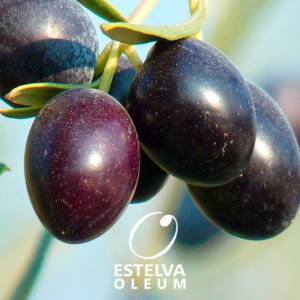 Venta a granel de aceituna